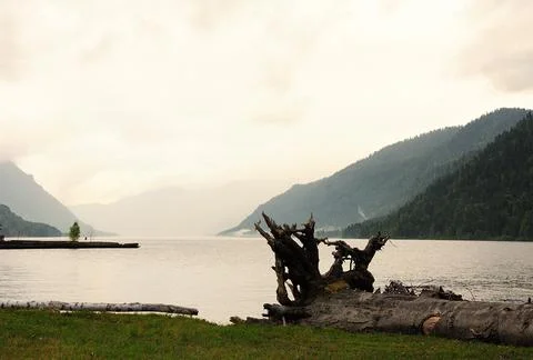 The trunk of a felled tree with a large root lies on the shore of a mountain Stock Photos