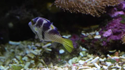 A trunk fish, cow fish resting Stock Footage 299947186