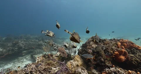 Trunk Fish Family Stock Footage 263486496