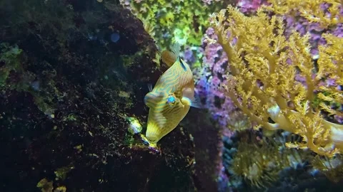 A trunk fish swimming  Stock Footage 277418872