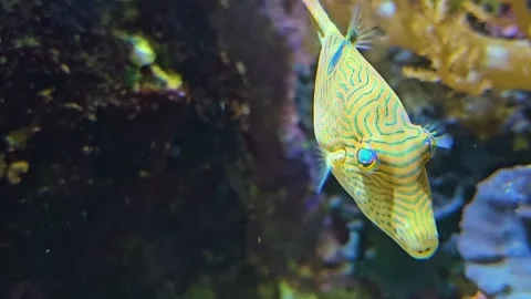  a trunk fish swimming  Stock Footage 277421921