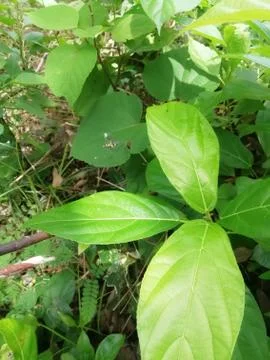 A trunk flies over a leaf Stock Photos
