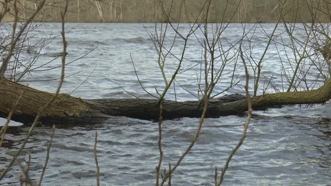 Trunk Floating in Lake, Windy Weather Stockbeeldmateriaal 86329796