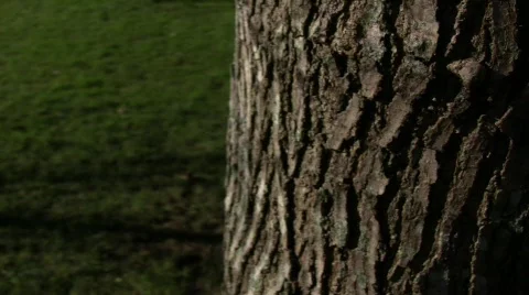 Trunk Stock Footage 333540