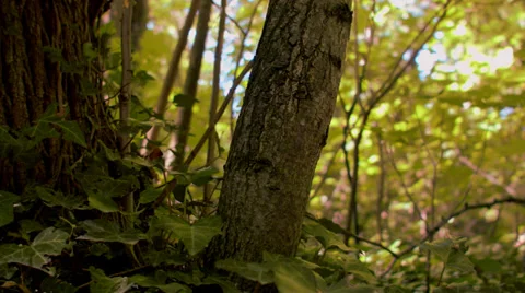 Trunk in the Forest Stock Footage 39826115