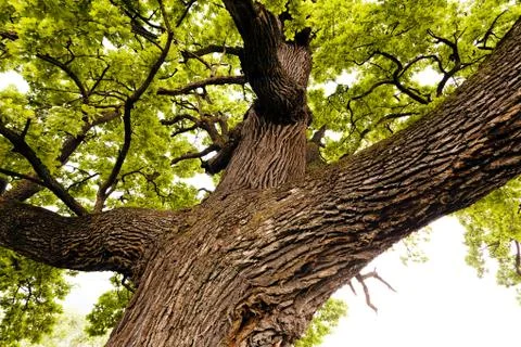 Trunk in forest Stock Photos