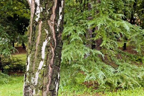 Trunk in forest Stock Photos