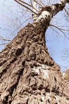 Trunk in forest Stock Photos