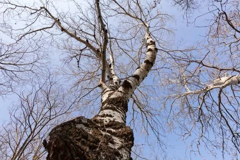 Trunk in forest Stock Photos