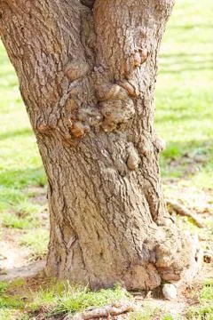 Trunk in forest Stock Photos