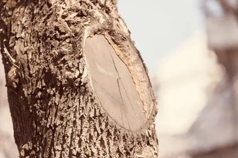 Trunk in forest Stock Photos