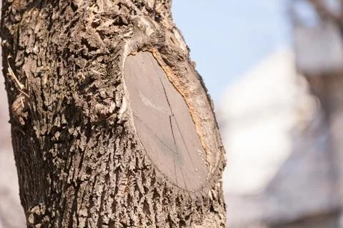 Trunk in forest Stock Photos