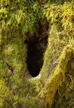 The trunk of the forest tree is covered with green moss with a hole inside Stock Photos