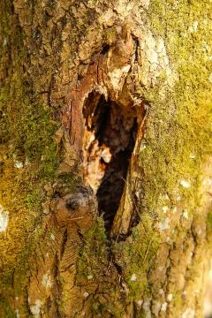 The trunk of the forest tree is covered with green moss with textured .Texture Stock Photos