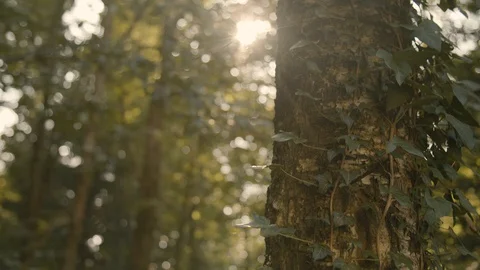 Trunk in the Forest/Sun peeking through the Trees / Lens Flare Vídeo Stock 129332257