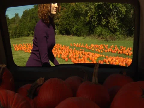A trunk with full of pumpkins, a lady opens the door and picks up a pumpkin Stock Footage 22869094