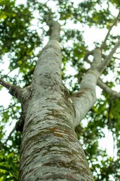 The trunk gently curves, splitting into multiple branches that extend towards Stock Photos