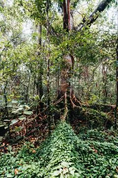 Trunk of a giant rainforest tree to the canopy, Borneo Foto stock