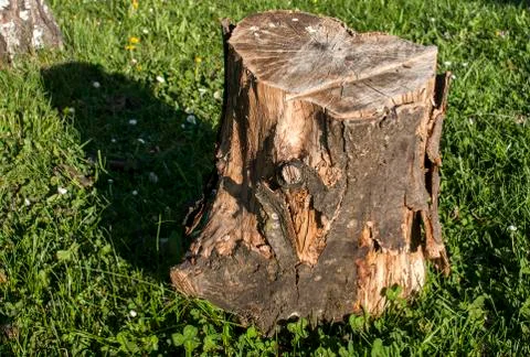 Trunk on grass meadow Stock Photos