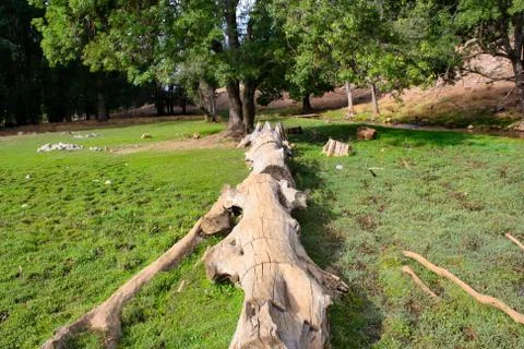 Trunk on the grass Foto stock