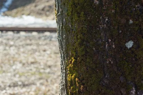 The trunk of a gray tree with green moss Stock Photos