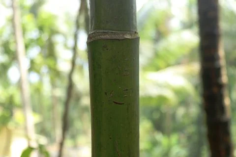 A trunk of a green Areca nut tree Stock Photos