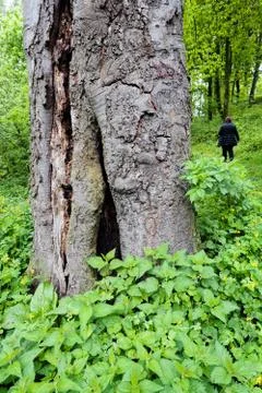 Trunk in green forest Stock Photos