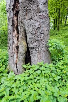 Trunk in green forest Stock Photos