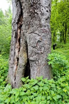 Trunk in green forest Stock Photos