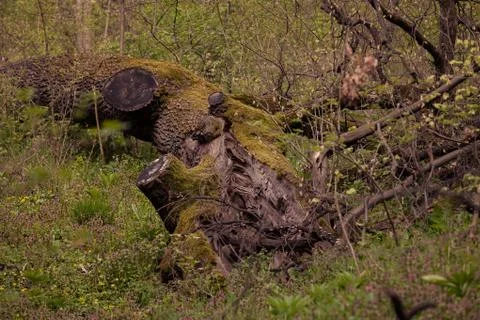 Trunk in green forest Stock Photos