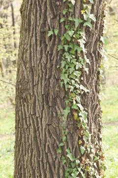 Trunk in green forest Foto stock
