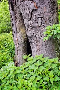 Trunk in green forest 免费库存照片
