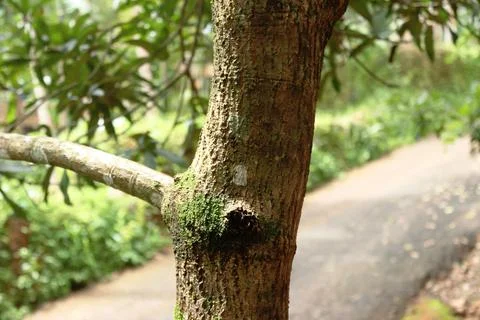 A trunk of a green mango tree Stock Photos