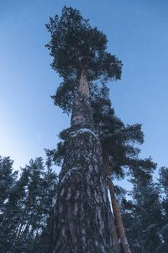  trunk of high pine Stock Photos