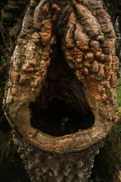 Trunk hole Stock Photos
