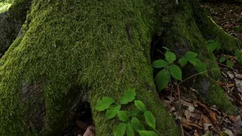 The trunk of a huge beech tree in a mountain autumn forest Stock Footage 316595516