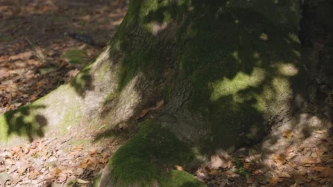 The trunk of a huge oak tree in a mountain autumn forest Stock Footage 316520292