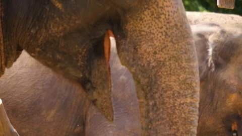 The trunk of an indian elephant  Stock Footage 249888274