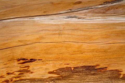 Trunk of the juniper is close-up. Fotos Stock