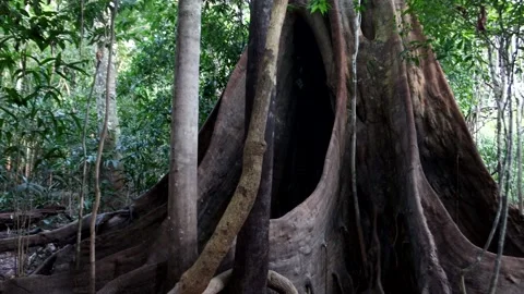 Trunk of the Kapok Tree Video stock 223000298