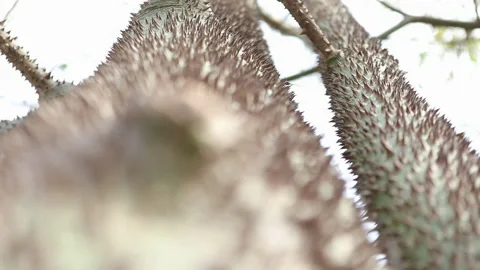Trunk Of Kapok Tree With Spikes And Thorns - Ceiba Pentandra Video stock 197916497