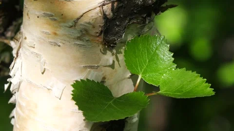 The trunk of a Karelian birch with small young bright green leaves Stock Footage 327618367