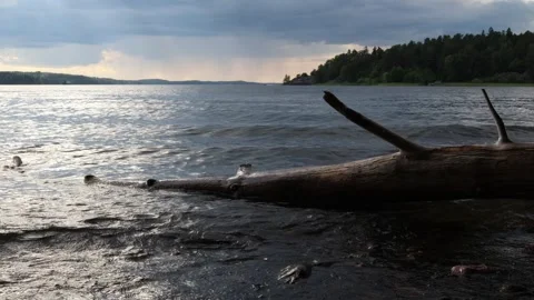 Trunk, lake and evening. Stock Footage 246601210