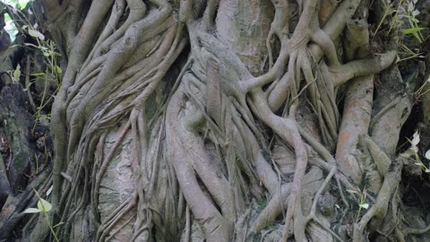 Trunk of a large ancient tree with its branches intertwined, in Vietnam Stock Footage 232460591