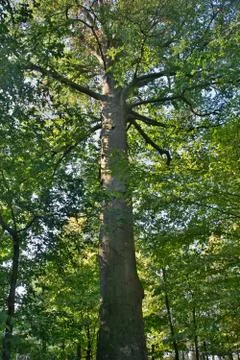 The trunk of a large beech tree in the forest Stock Photos