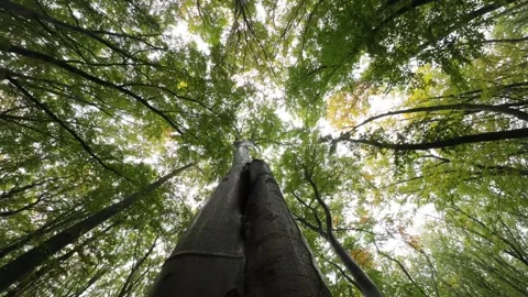 Trunk of a large beech tree, view from below Stock Footage 270823802