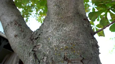 The trunk of a large cherry tree 4K Stock Footage 159905744