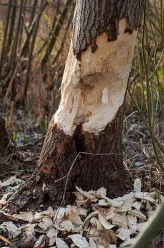 Trunk large damaged deciduous tree gnawed by beavers Sawdust and shavings aro Stock Photos