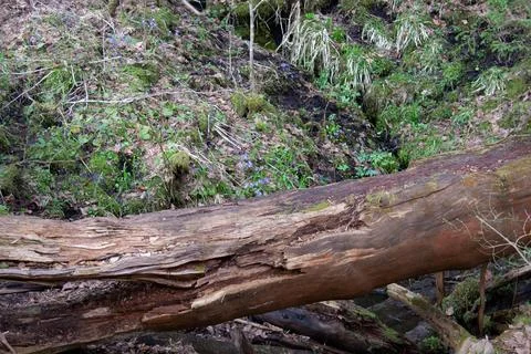 The trunk of a large fallen tree lies on the ground in the forest Stock Photos