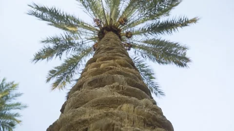 Trunk of a large palm tree at the heart of an oasis in the Bahrain desert Stock Footage 245255577